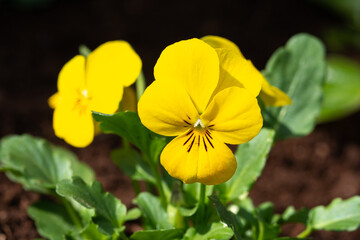 Beautiful yellow violet flowers closeup. Blooming pansy Viola Cornuta on a flowerbed	