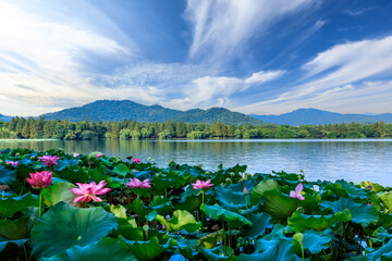 Beautiful West Lake natural landscape in Hangzhou, China. blooming lotus and green water and...