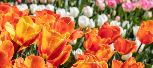 close-up photo of orange tulips flowers under sun light in the garden