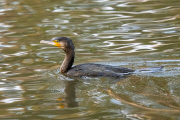 A cormorant is swimming in the pond.