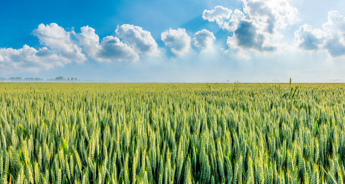 Fresh ears of young green wheat in spring field. Agriculture scene. Wheat field nature landscape.