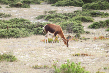 Bontebok grazing