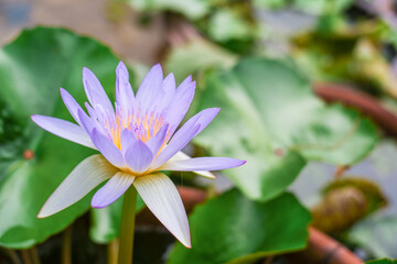fresh purple lotus background in the tub.