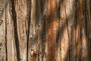 tree trunk texture. bark, sunlight