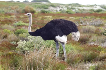 Rolgordijnen ostrich in the wild © Adrian