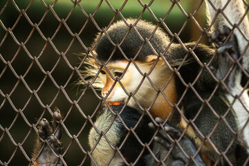 Red-shanked douc in the cage
