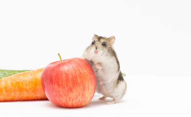 Hamster with apple on white background