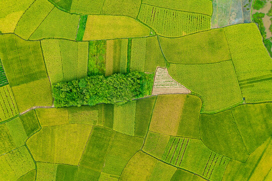 Aerial view of green rice field nature landscape in countryside. high angle view. - Powered by Adobe