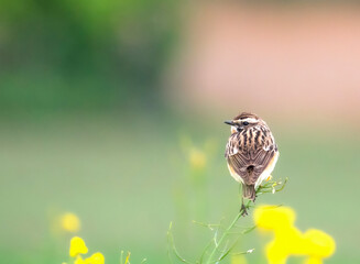 Das Braunkehlchen (Saxicola rubetra)