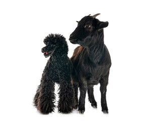 billy goat and poodle in studio
