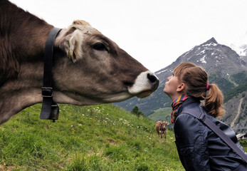 Young female tourist in friendly contact with Swiss cow met in Swiss Alps, Saas Fee resort, canton...