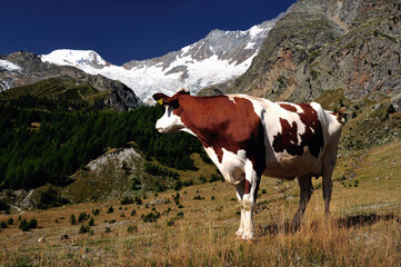 Fototapeta na wymiar Swiss cow on high pastures, Simmental breed, Pennine Alps, Saas Fee, canton Valais, Switzerland, Europe