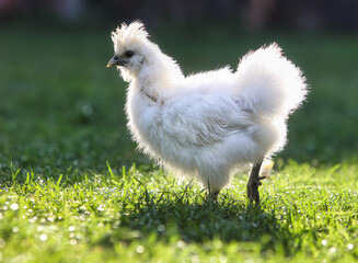 A little Silkie chickens on a grass, outdoor