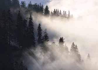 Printed roller blinds Forest in fog Sunbeam over pine trees - abstract landscape with rays