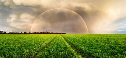 Green wheat panorama with rainbow and field road