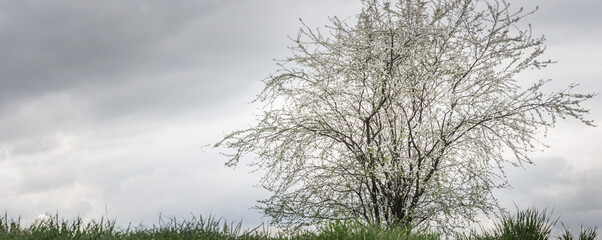 Wiosenne białe kwiaty kwitnące na gałęziach drzewa na tle zachmurzonego nieba.