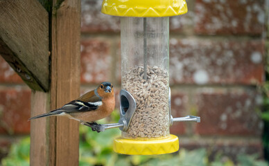 Fototapeta premium a male chaffinch (Fringilla coelebs) chewing a seed, dining at a bird seed feeder