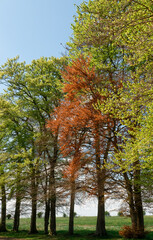 Naklejka premium beautiful spring English beech trees (Fagus sylvatica) set against a clear blue sky