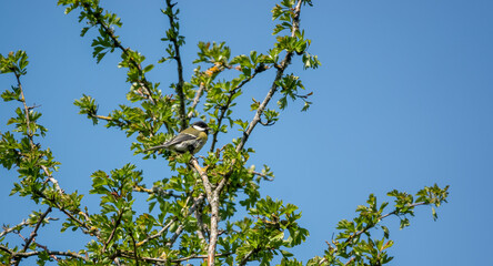 a great tit (Parus major) feeds in spring tree branches