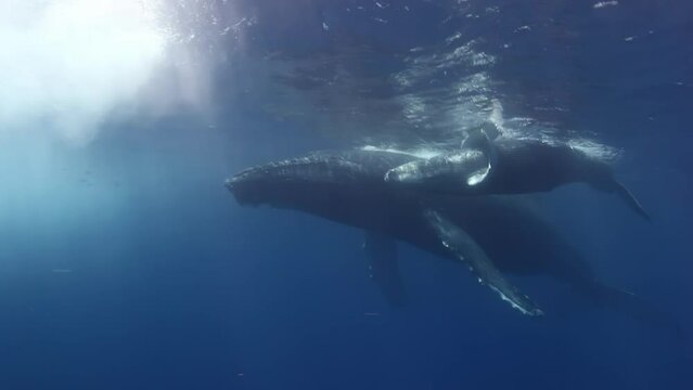 Humpback whales underwater of Pacific Ocean. Giant animal Megaptera Novaeangliae in Tonga Polynesia. Concept of family idyll of whales giant sea animals and underwater megafauna.