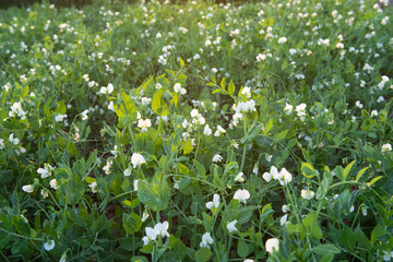 Green Pea plant with white flower in a garden