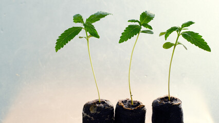 Cannabis Seed Starting with Coconut Coir Pellets. Marijuana growing. Baby hemp closeup.