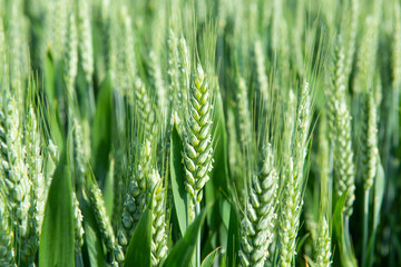 Field of green spring wheat. Agricultural field  immature cereals, wheat. 