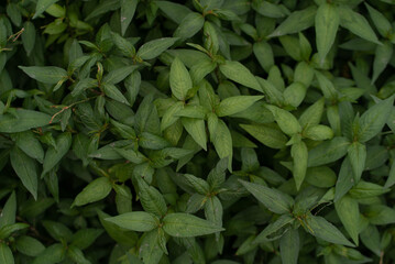 green leaves background