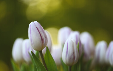 Beautiful close-up of a bicolor tulip, Belgium, April 2022