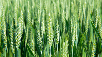  green wheat ear growing in agricultural field. Green unripe cereals. 