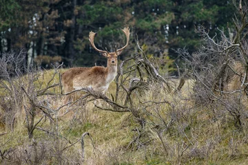 Foto auf Alu-Dibond Damherten    Fallow deer © Holland-PhotostockNL