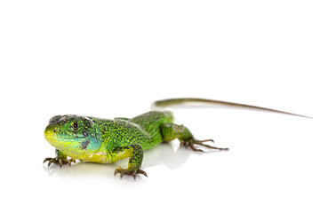 Western green lizard
