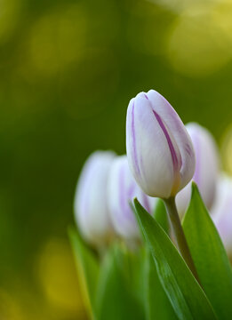 Beautiful close-up of a tulip flower, Belgium, Enghien, Hainaut