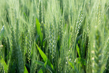  green wheat ear growing in agricultural field. Green unripe cereals. 