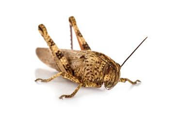 Anacridium aegyptium in studio