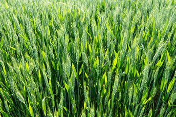 Green wheat in the field.Green unripe cereals.