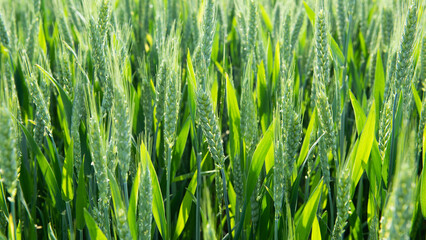  green wheat ear growing in agricultural field. Green unripe cereals. 