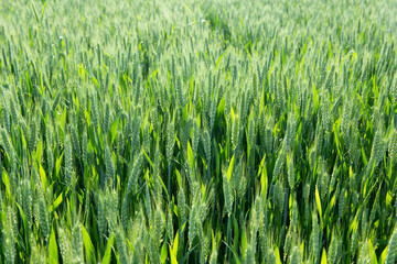 Field of green spring wheat. Agricultural field  immature cereals, wheat. 