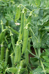 Fototapeta premium close up of green fresh peas and pea pods. 