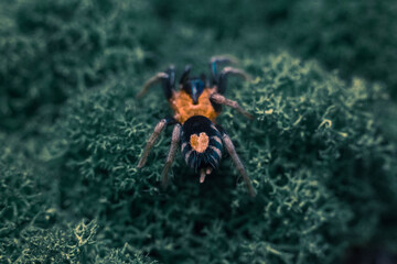 spider tarantula adult cyriocosmus