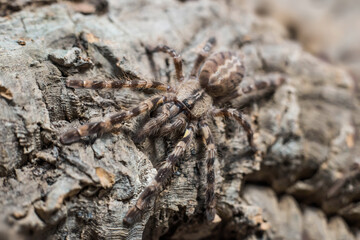 spider tarantula adult poecilotheria ornata