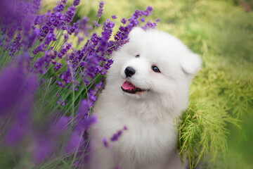 smiling samoyed