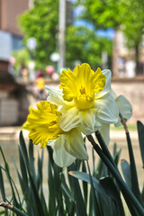 Flower close up in Strasbourg france