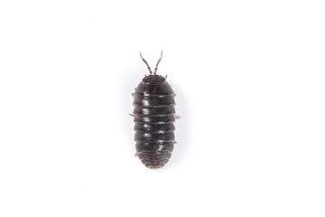  pill bug or sow bug isolated on white background.