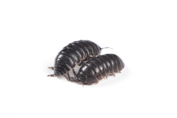  pill bug or sow bug isolated on white background.