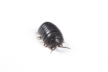  pill bug or sow bug isolated on white background.