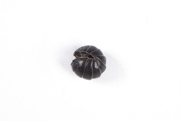 Curved pill bug isolated on white background.