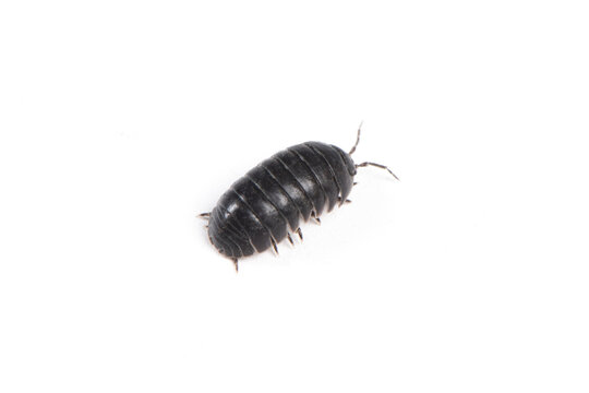  pill bug or sow bug isolated on white background.