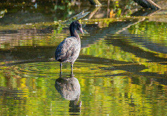 Das Blässhuhn (Fulica atra) 