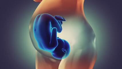 Human Fetus Baby in Womb Anatomy	 - obrazy, fototapety, plakaty